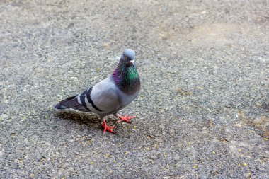 akın sokak üzerinde uçan güvercin