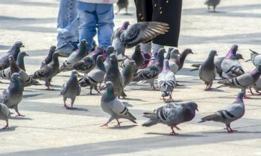 akın sokak üzerinde uçan güvercin