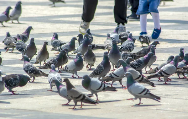 Flock Duvor Flyger Över Gatan — Stockfoto