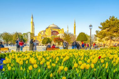 İstanbul Türkiye 04 Nisan 2019: Ayasofya, İstanbul Sultan Ahmet Meydanı'nda lale ve çeşmenin arkasında görülüyor