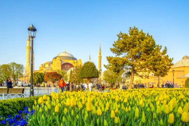 İstanbul Türkiye 04 Nisan 2019: Ayasofya, İstanbul Sultan Ahmet Meydanı'nda lale ve çeşmenin arkasında görülüyor
