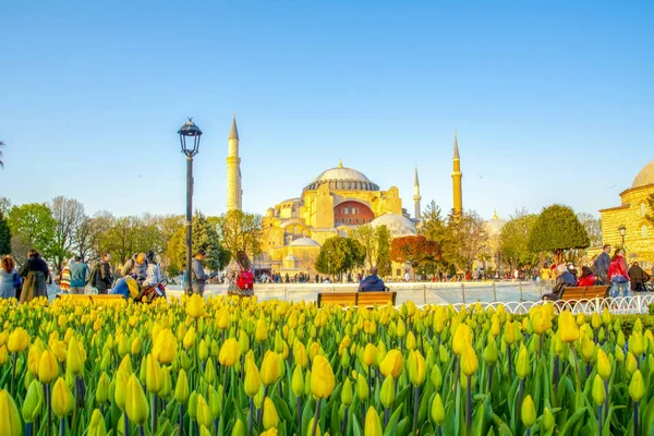 İstanbul Türkiye 04 Nisan 2019: Ayasofya, İstanbul Sultan Ahmet Meydanı'nda lale ve çeşmenin arkasında görülüyor