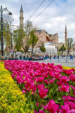 İstanbul Türkiye 04 Nisan 2019: Ayasofya, İstanbul Sultan Ahmet Meydanı'nda lale ve çeşmenin arkasında görülüyor