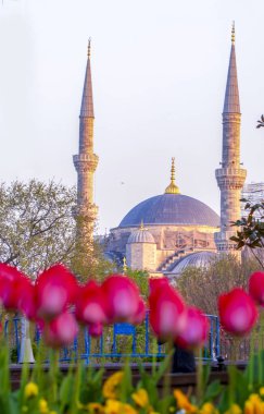Türkiye'nin İstanbul'unda bulanık Sultanahmet Camii önünde laleler sıraya giriyor.