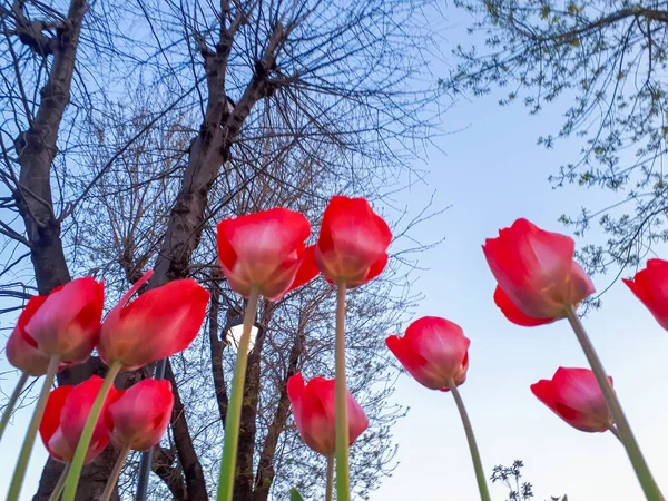 Bunte Blumenbeete Während Des Jährlichen Tulpenfestes April Istanbul — Stockfoto