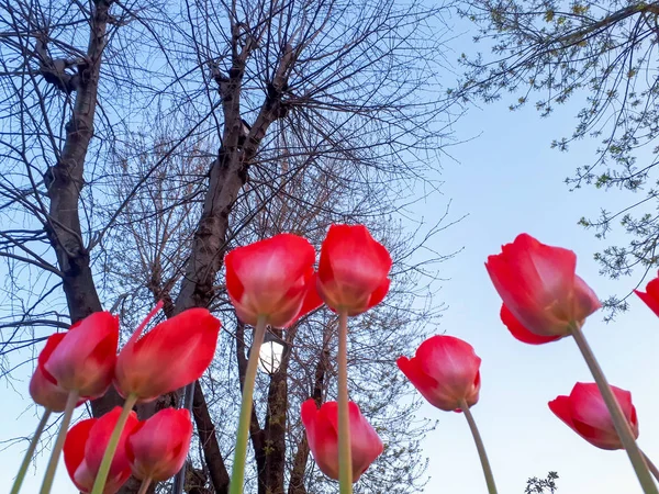 Bunte Blumenbeete Während Des Jährlichen Tulpenfestes April Istanbul — Stockfoto