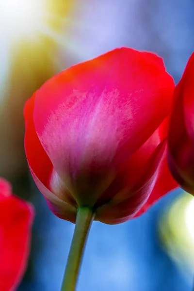 Camas Flores Coloridas Durante Festival Anual Tulipas Abril Istambul — Fotografia de Stock