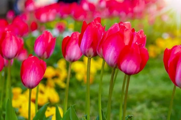 Bunte Blumenbeete Während Des Jährlichen Tulpenfestes April Istanbul — Stockfoto