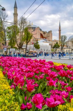 Ayasofya, İstanbul'daki Sultan Ahmet Meydanı'nda lale ve çeşmenin arkasında görülüyor.