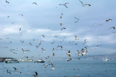 Türkiye'de Müslüman mimarisi ve su taşıma - güzel manzara turistik yerlerinden denizden Boğaz üzerinde yolculuk. Cityscape gün batımında - Istanbul 'un eski Camii ve Türk vapurlar, görüntülemek Haliç '.