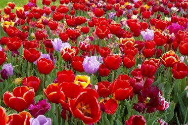 İstanbul 'da düzenlenen yıllık Nisan lale festivali sırasında renkli çiçek yatakları