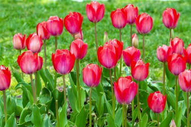 İstanbul 'da düzenlenen yıllık Nisan lale festivali sırasında renkli çiçek yatakları