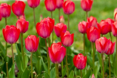 İstanbul 'da düzenlenen yıllık Nisan lale festivali sırasında renkli çiçek yatakları