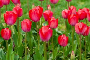 İstanbul 'da düzenlenen yıllık Nisan lale festivali sırasında renkli çiçek yatakları