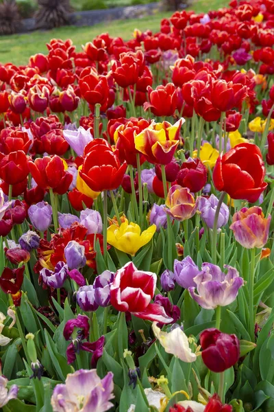 Bunte Blumenbeete Während Des Jährlichen Tulpenfestes April Istanbul — Stockfoto