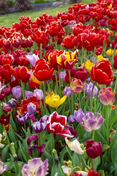 Bunte Blumenbeete Während Des Jährlichen Tulpenfestes April Istanbul — Stockfoto