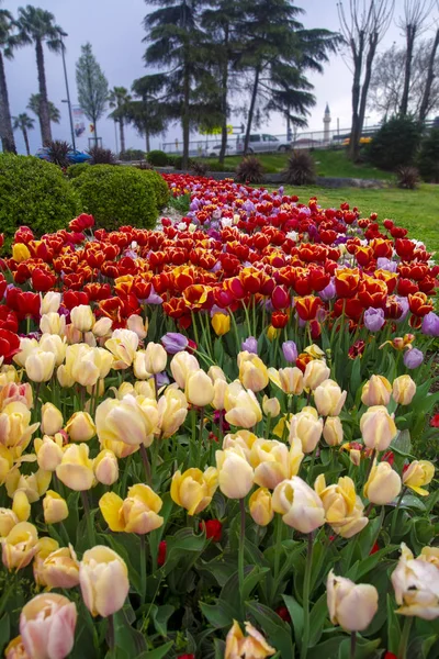 Bunte Blumenbeete Während Des Jährlichen Tulpenfestes April Istanbul — Stockfoto