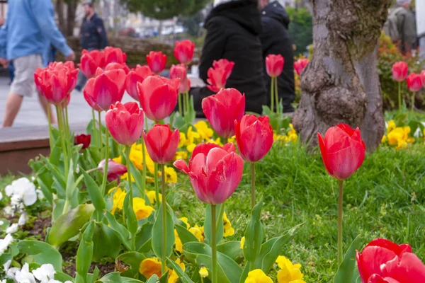 Bunte Blumenbeete Während Des Jährlichen Tulpenfestes April Istanbul — Stockfoto