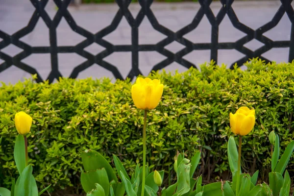 Camas Flores Coloridas Durante Festival Anual Tulipas Abril Istambul — Fotografia de Stock