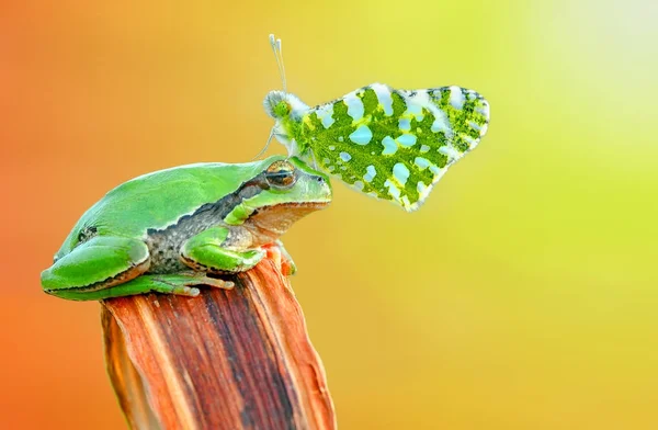 Närbild vacker fjäril sitter på Treefrog — Stockfoto