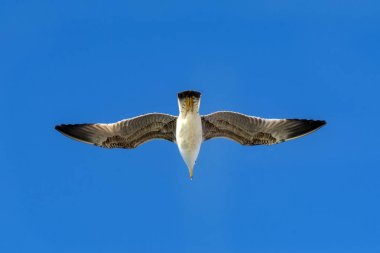 Arka plan olarak gökyüzünde uçan tek bir martı.