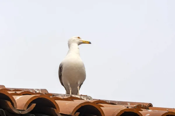 Gaivota Única Voando Céu Como Fundo — Fotografia de Stock