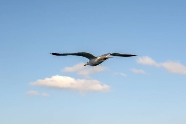 Martı, mavi gökyüzü arka planında akın etti. Martılar mavi gökyüzünde uçuyor. Gökyüzünde martı sürüsü