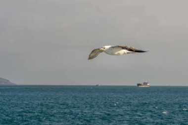 Martı, mavi gökyüzü arka planında akın etti. Martılar mavi gökyüzünde uçuyor. Gökyüzünde martı sürüsü
