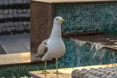 Tek martı yakın çekim stok görüntüsü