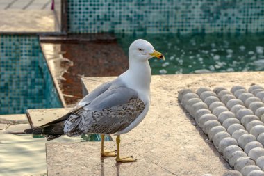 Tek martı yakın çekim stok görüntüsü