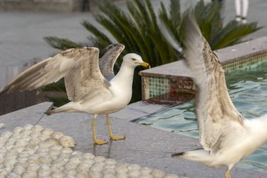 Tek martı yakın çekim stok görüntüsü