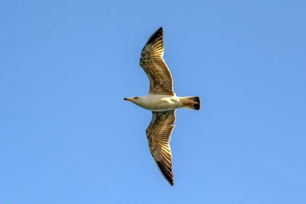 Seagull Flock Blå Himmel Bakgrund Måsar Som Flyger Blå Himmel — Stockfoto