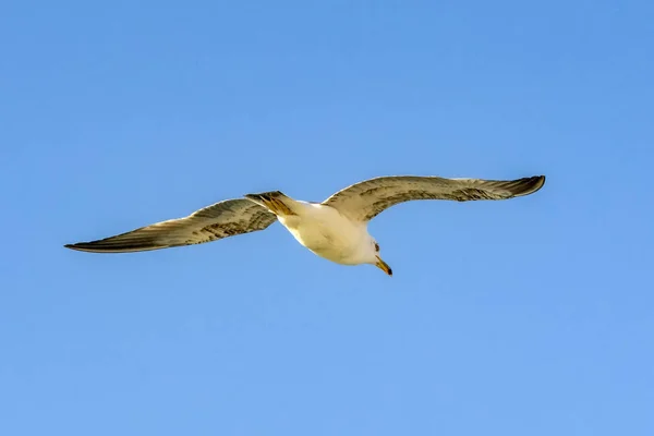 Seagull Flock Blå Himmel Bakgrund Måsar Som Flyger Blå Himmel — Stockfoto