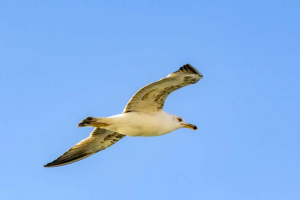 Seagull Flock Blå Himmel Bakgrund Måsar Som Flyger Blå Himmel — Stockfoto