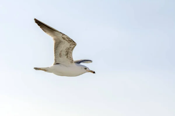 Seagull Flock Blå Himmel Bakgrund Måsar Som Flyger Blå Himmel — Stockfoto