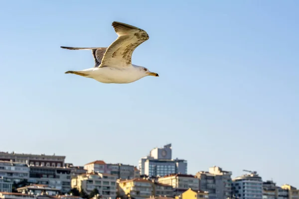 Seagull Flock Blå Himmel Bakgrund Måsar Som Flyger Blå Himmel — Stockfoto