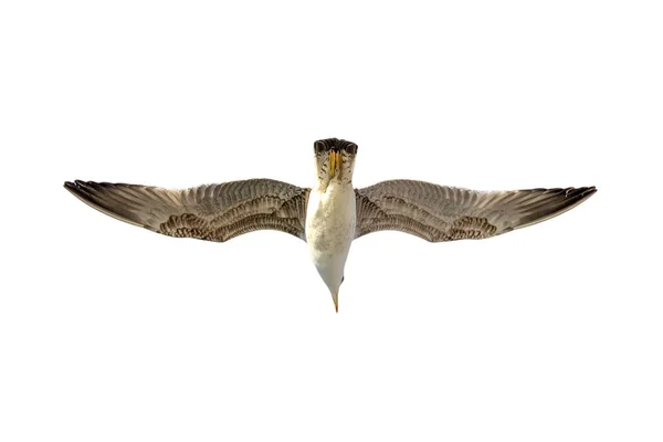 Seagull Flock Blå Himmel Bakgrund Måsar Som Flyger Blå Himmel — Stockfoto