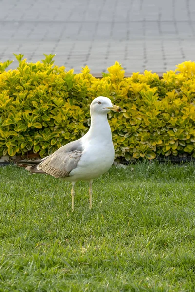 Single Seagull Närbild Stock Bild — Stockfoto