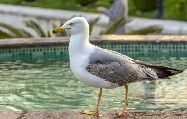 Single Seagull Närbild Stock Bild — Stockfoto