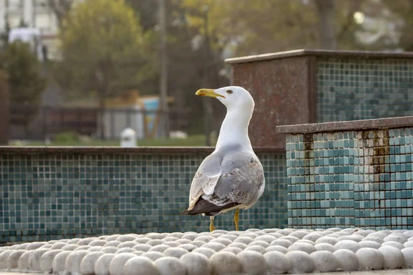 Single Seagull Närbild Stock Bild — Stockfoto