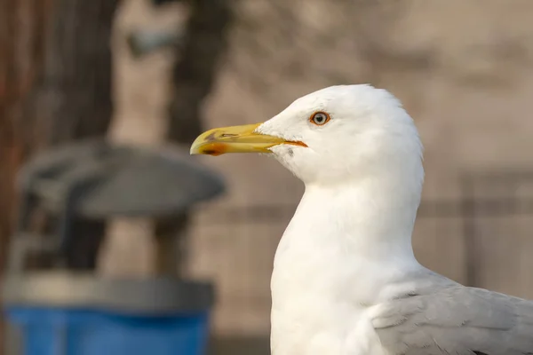 Single Seagull Närbild Stock Bild — Stockfoto