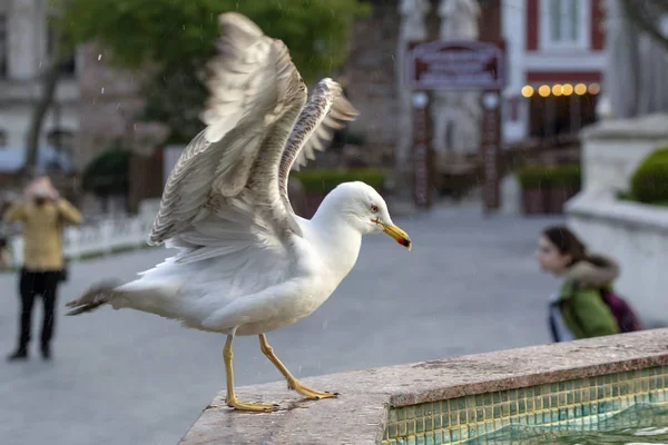 Imagen Primer Plano Una Gaviota —  Fotos de Stock