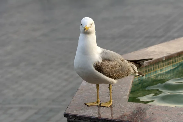 Enkele Seagull Close Stockafbeelding — Stockfoto