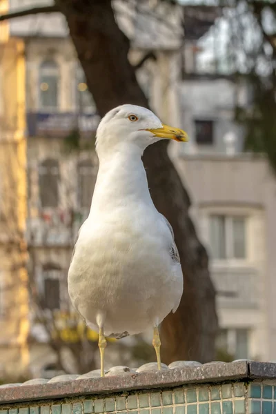 Single Seagull Närbild Stock Bild — Stockfoto