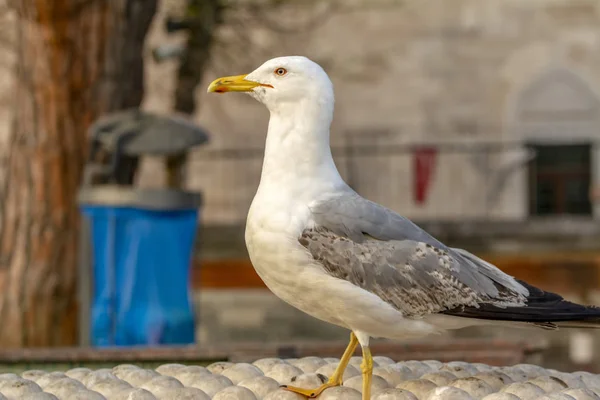 Single Seagull Närbild Stock Bild — Stockfoto