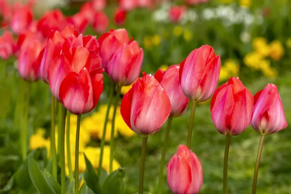 İstanbul 'da düzenlenen yıllık Nisan lale festivali sırasında renkli çiçek yatakları
