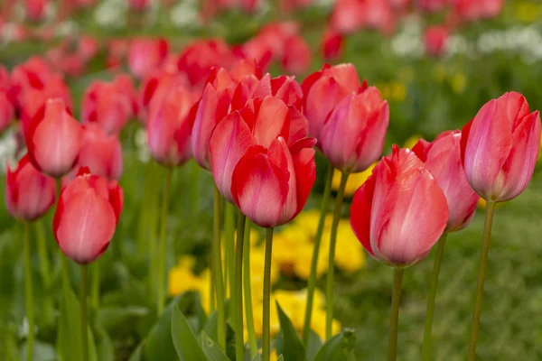 Bunte Blumenbeete Während Des Jährlichen Tulpenfestes April Istanbul — Stockfoto