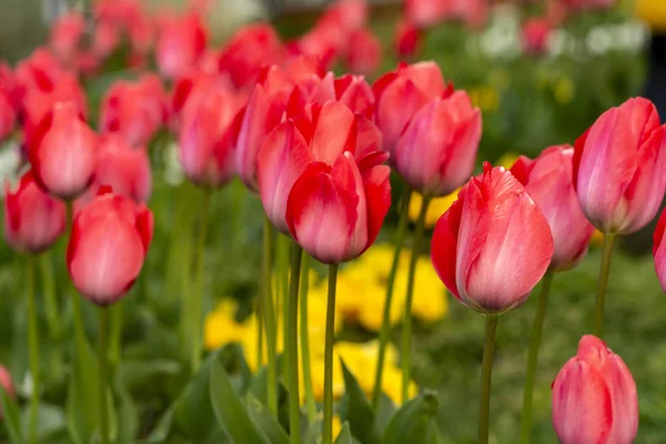 Bunte Blumenbeete Während Des Jährlichen Tulpenfestes April Istanbul — Stockfoto