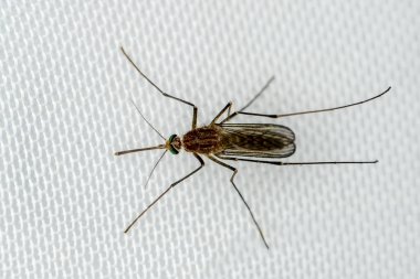 Beyaz sivrisinek tel örgüsü üzerindeki sivrisinek ağı. Sivrisinek hastalığı sıtmanın, Zica virüsünün ve hummanın taşıyıcısı..