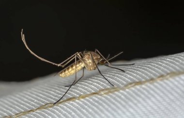 Kan emen bir sivrisineğin yakın çekimi.